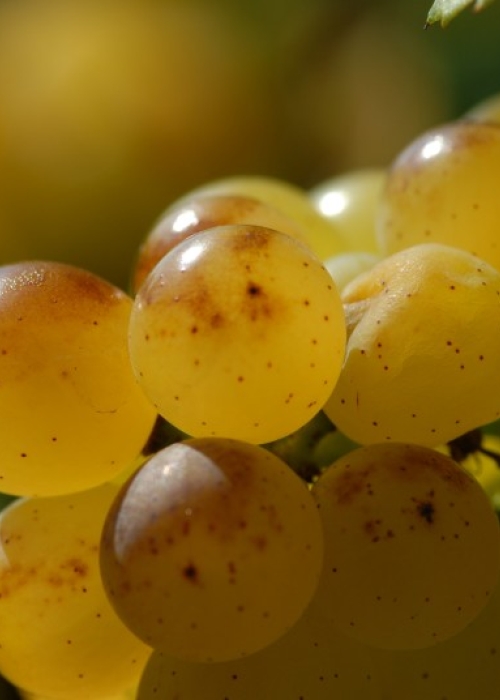 Vollreifer Chardonnay auf dem Steinkopf 4